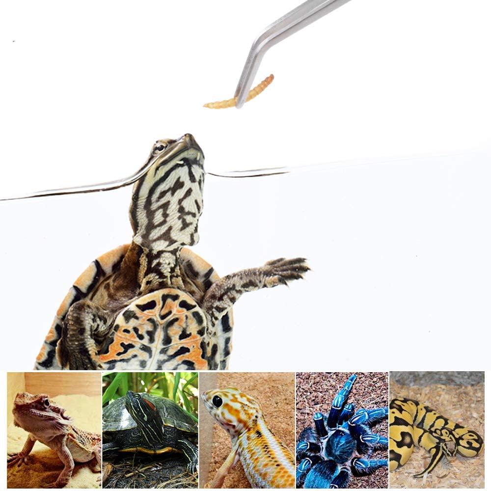 Stainless Steel Reptile Feedin - Feeding Tong Stainless reseña y precio