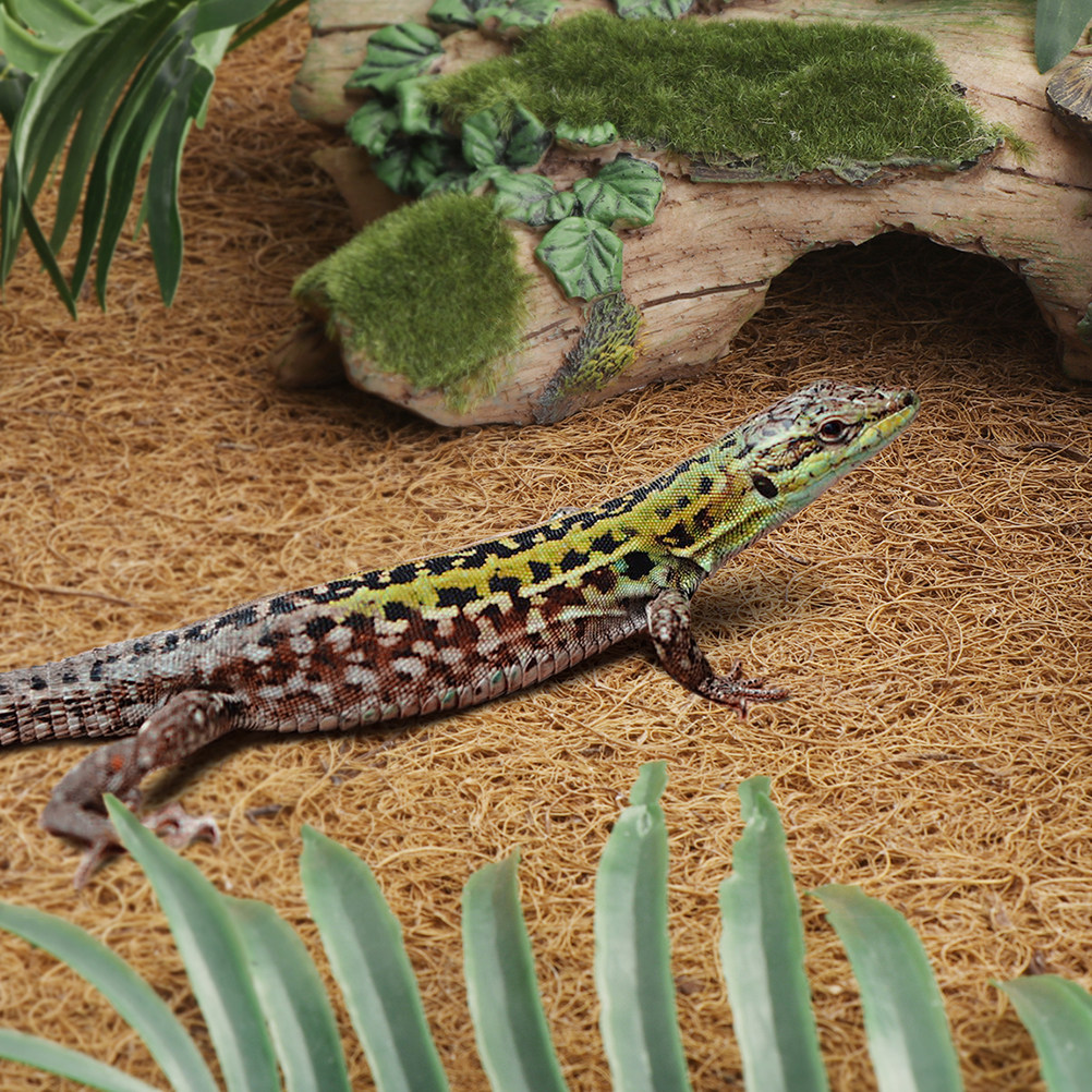 Reptile Terrarium Bedding Subs - Substrate Coconut Fiber reseña y precio